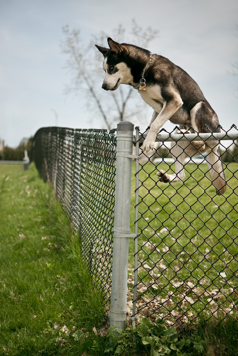 how do you stop a big dog from jumping on you